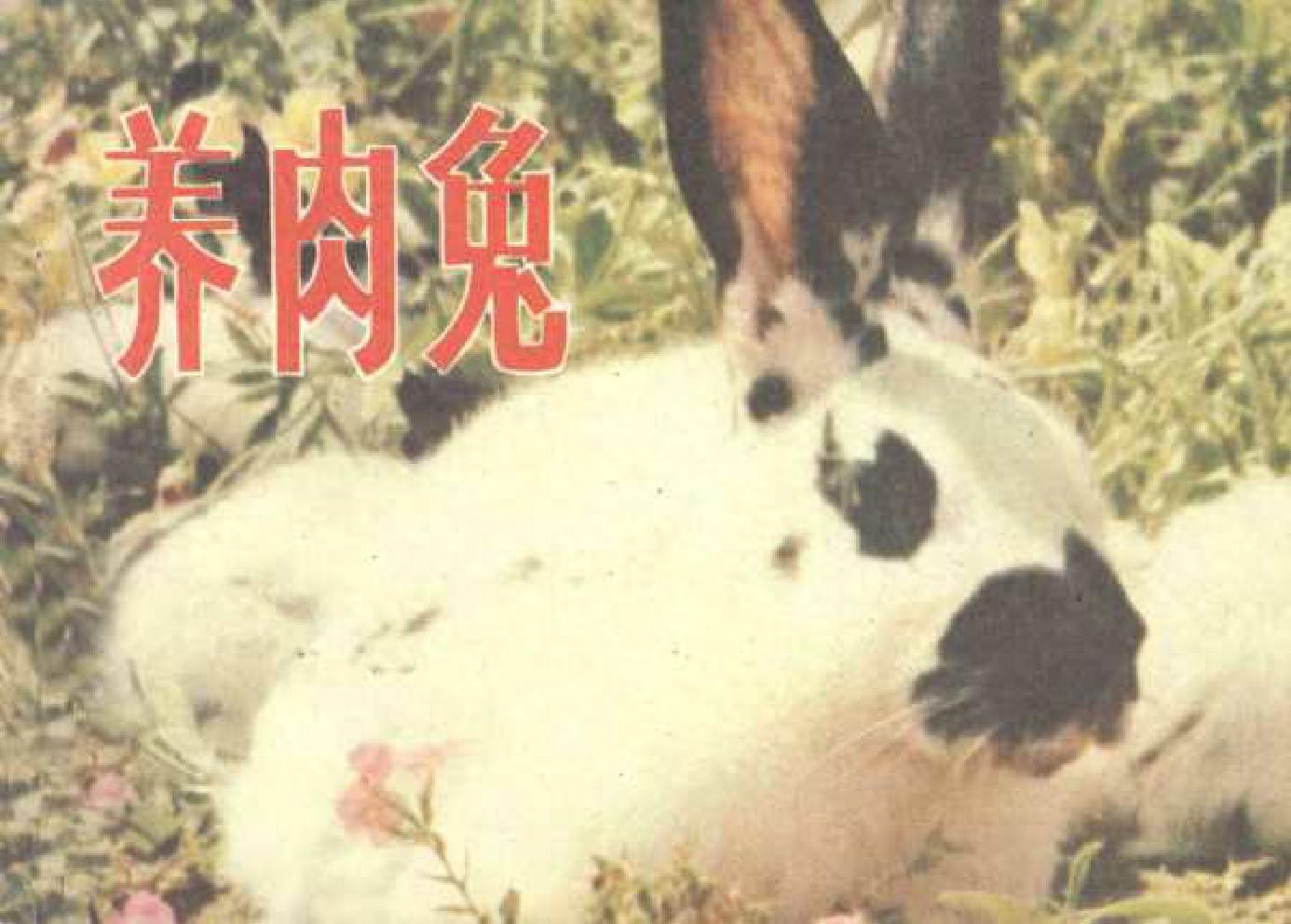 《养肉兔》农业出版社1.jpeg