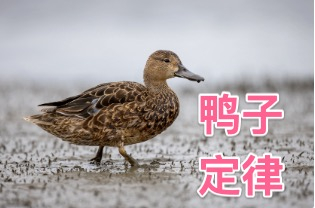 鸭子定律