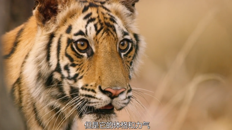 纪录片3.png