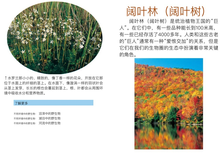 发现之旅•植物王国