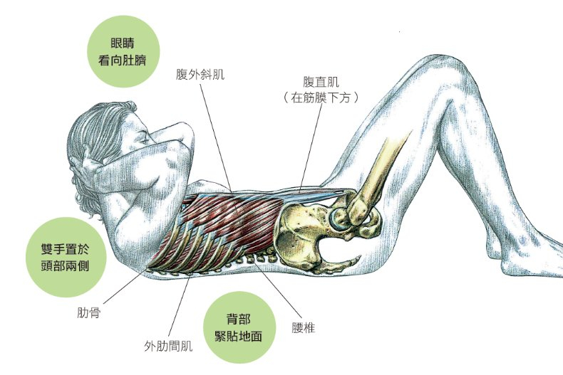 腹部2.jpeg