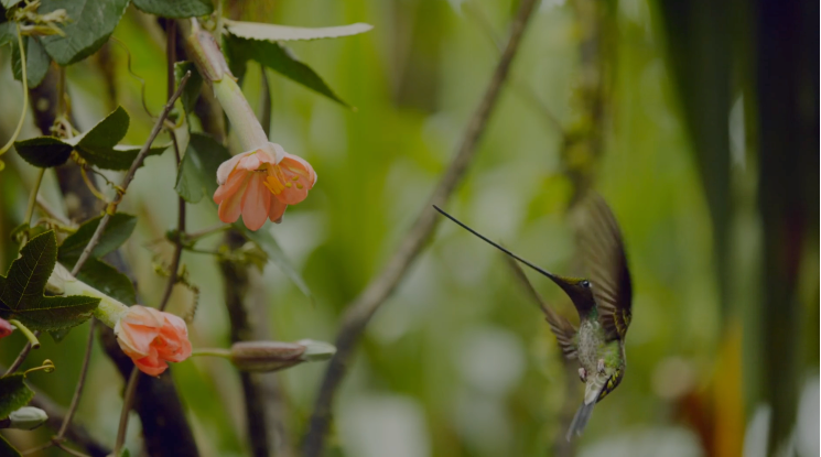 【高清纪录片】《脉动地球》（大小：97GB