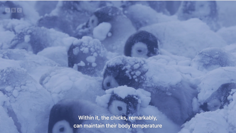 【纪录片】《冰冻地球Frozen.Planet.II》